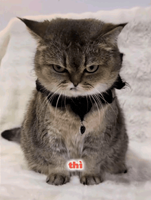 a cat with a collar and a tag that says " thi "