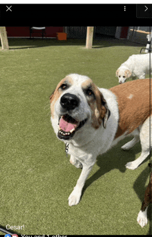 a brown and white dog is standing on a lush green field