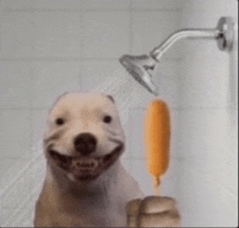 a dog is taking a shower while holding an ice cream bar