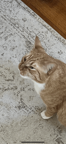 a cat is sitting on a rug and looking up