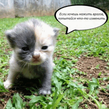 a small kitten with a speech bubble that says " если хочешь нажить врагов "