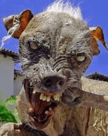 a close up of a dog with its mouth open and teeth showing .