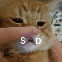 a close up of a cat with the letters sd on its mouth