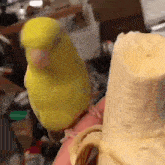 a yellow parrot is perched on a person 's hand next to a banana