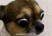 a close up of a dog 's face with the words somebody help me on the bottom