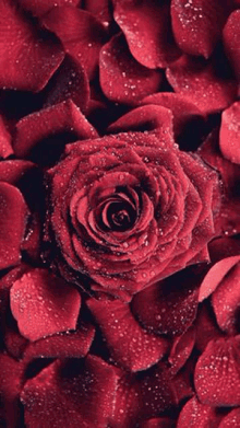 a close up of a red rose surrounded by red rose petals with water drops on it .