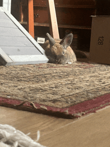 a rabbit is laying on a rug next to a cardboard box with 128 on it