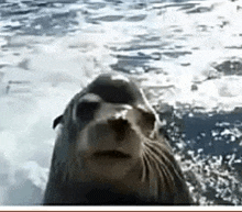 a seal is looking at the camera while swimming in the water .