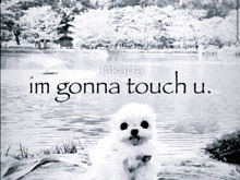 a small white dog is sitting in front of a body of water with the words jakarta im gonna touch u.