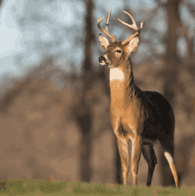 a deer with antlers is standing in a field