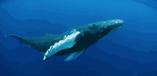 a humpback whale swimming in the ocean