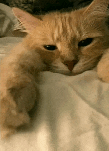 a cat laying on a bed with its head on a white blanket