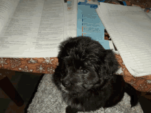 a black puppy sits on a blanket in front of a book titled " introduction "