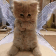 a kitten with fairy wings on its back