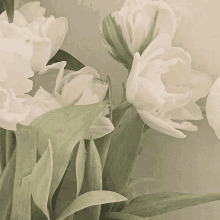 a bunch of white flowers with green leaves on a gray background