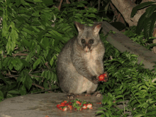 a small animal eating strawberries on a table