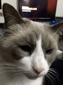 a close up of a cat 's face in front of a computer screen with the word rush on it