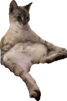 a cat is laying on its back and looking at the camera with a white background