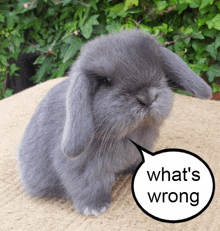 a small grey rabbit with a speech bubble that says " what 's wrong "