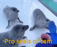 a group of seals standing next to each other with the words " pro seals of tem " on the bottom