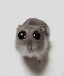 a close up of a hamster with big eyes