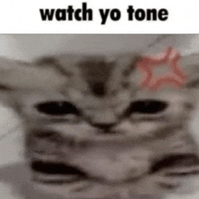 a close up of a cat 's face with the words `` watch yo tone '' written above it .