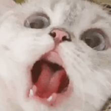 a white cat with its mouth open and its tongue sticking out .