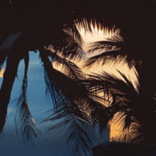 palm trees are silhouetted against a blue sky