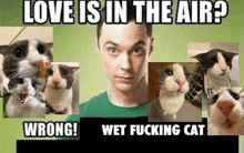 a collage of pictures of cats with the caption love is in the air