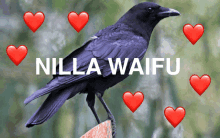 a black bird is surrounded by red hearts and the words nilla waifu are above it