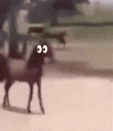 a horse with big eyes is walking on a dirt field .