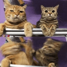 two cats are sitting on a shelf with their feet up .