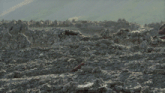 a lizard is laying in a pile of rocks