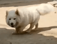 a white dog with a long tail is standing on a sidewalk .