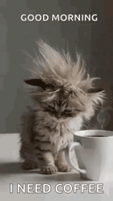 a kitten is sitting next to a cup of coffee .