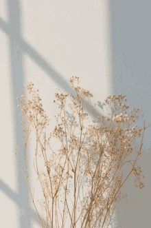 a bunch of dried flowers against a white wall with a window shadow