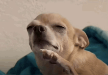 a small dog is laying on a blue blanket with its eyes closed and licking its paw .