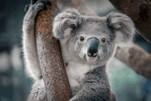 a koala bear is hanging on a tree branch and looking at the camera