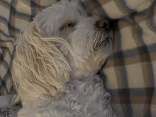 a fluffy white dog laying on a plaid blanket