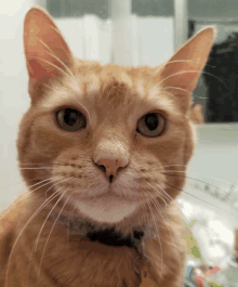 a close up of a cat 's face with a collar