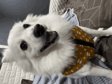 a white dog wearing a fendi bandana lays on a bed