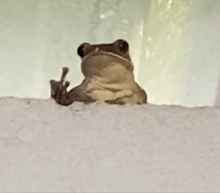 a frog is sitting on a white surface giving the middle finger .