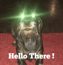 a dog with glowing eyes is sitting on a red carpet and says hello there