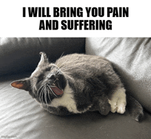 a gray and white cat is laying on a couch with its mouth open and the words i will bring you pain and suffering below it