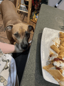 a dog standing next to a plate of food