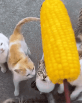 a group of cats are playing with a corn on the cob
