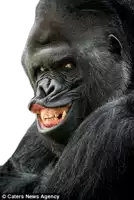 a gorilla is making a funny face with its mouth open and teeth showing .