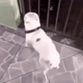 a small white dog is standing on its hind legs on a tiled floor .