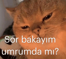a close up of a cat 's face with the words sor bakayim umrumda mi