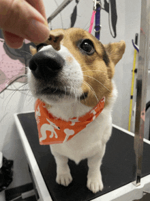 a small brown and white dog wearing an orange bandana is being groomed